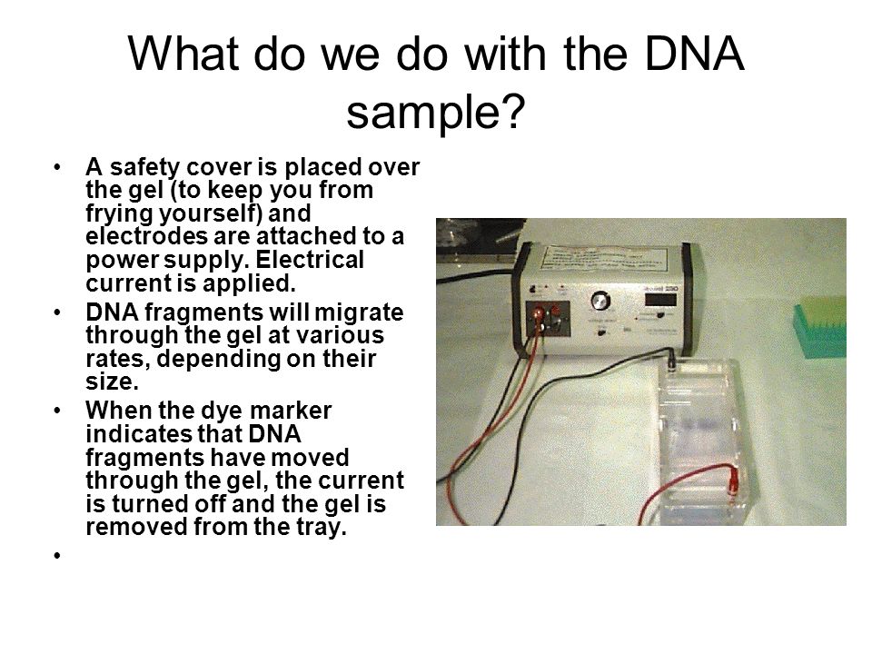 What do we do with the DNA sample.