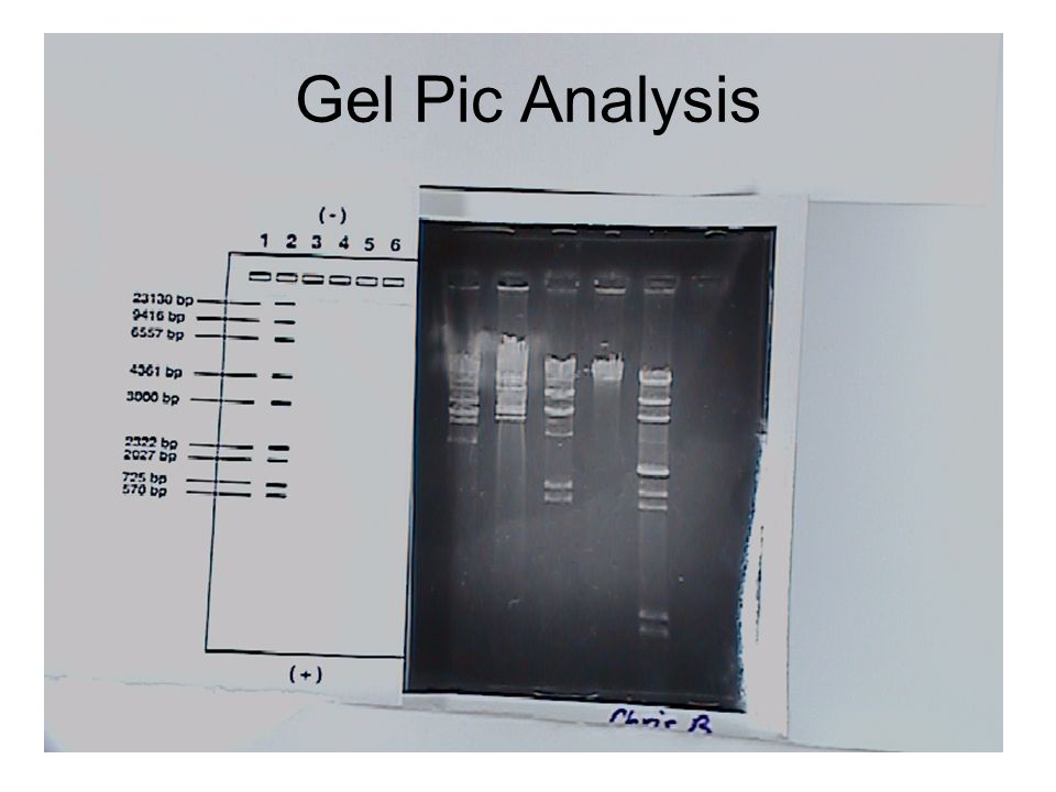 Gel Pic Analysis