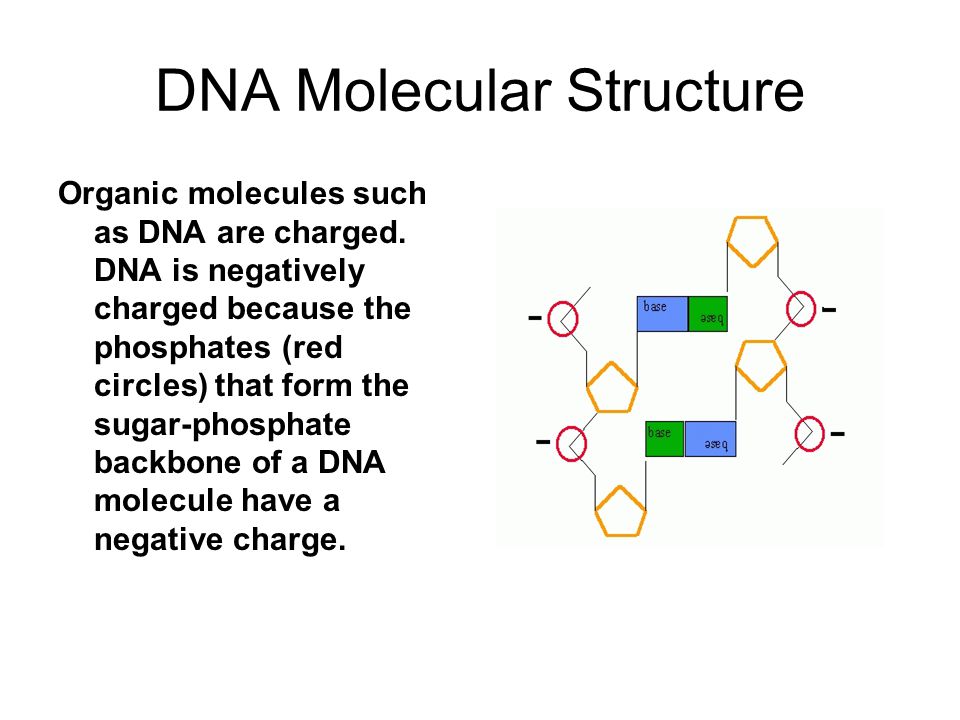 DNA Molecular Structure Organic molecules such as DNA are charged.
