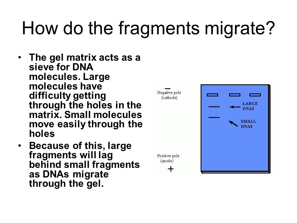 How do the fragments migrate. The gel matrix acts as a sieve for DNA molecules.