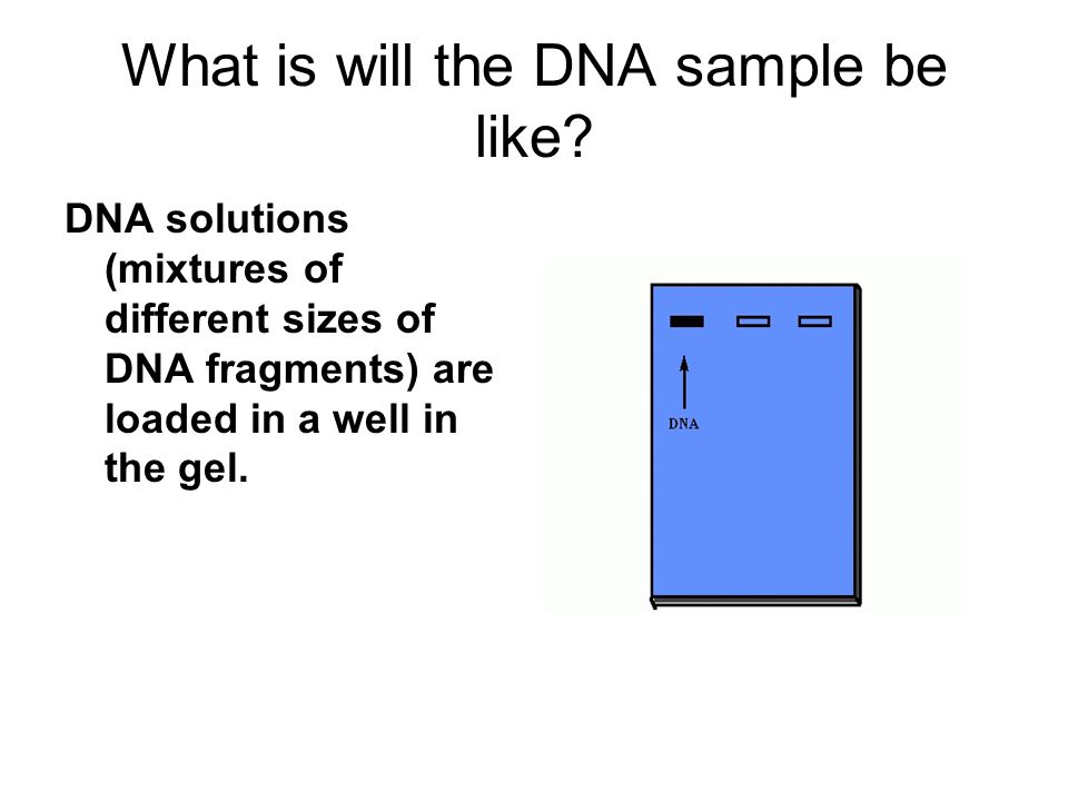 What is will the DNA sample be like.