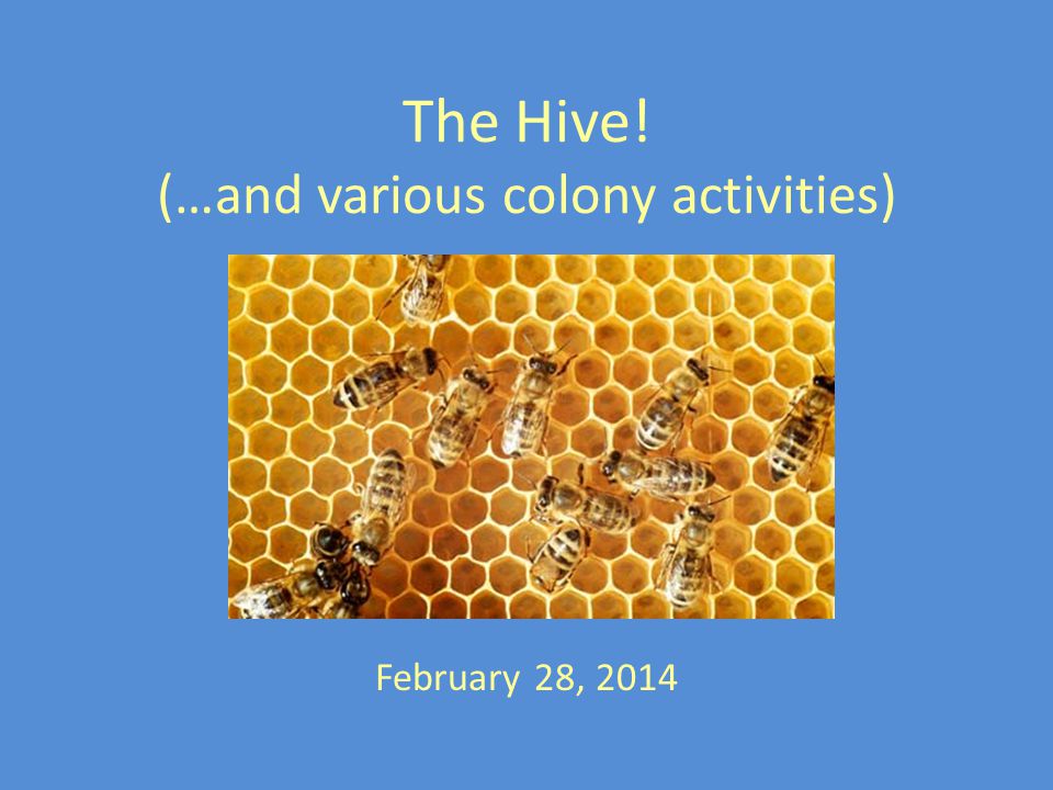 The Hive! (…and various colony activities) February 28, 2014
