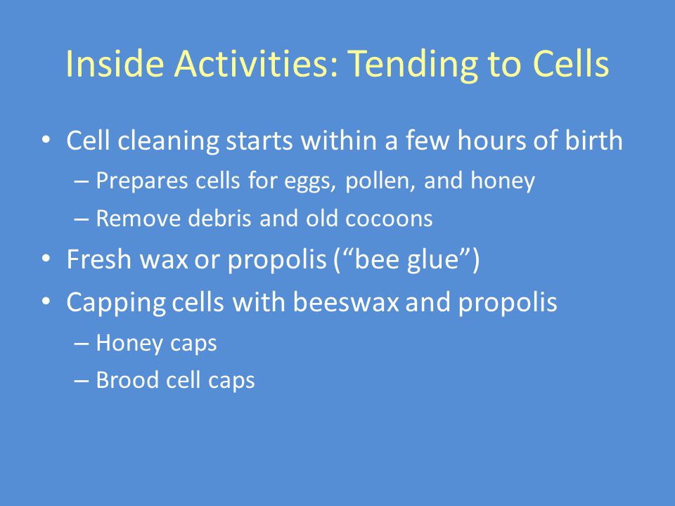 Inside Activities: Tending to Cells Cell cleaning starts within a few hours of birth – Prepares cells for eggs, pollen, and honey – Remove debris and old cocoons Fresh wax or propolis ( bee glue ) Capping cells with beeswax and propolis – Honey caps – Brood cell caps