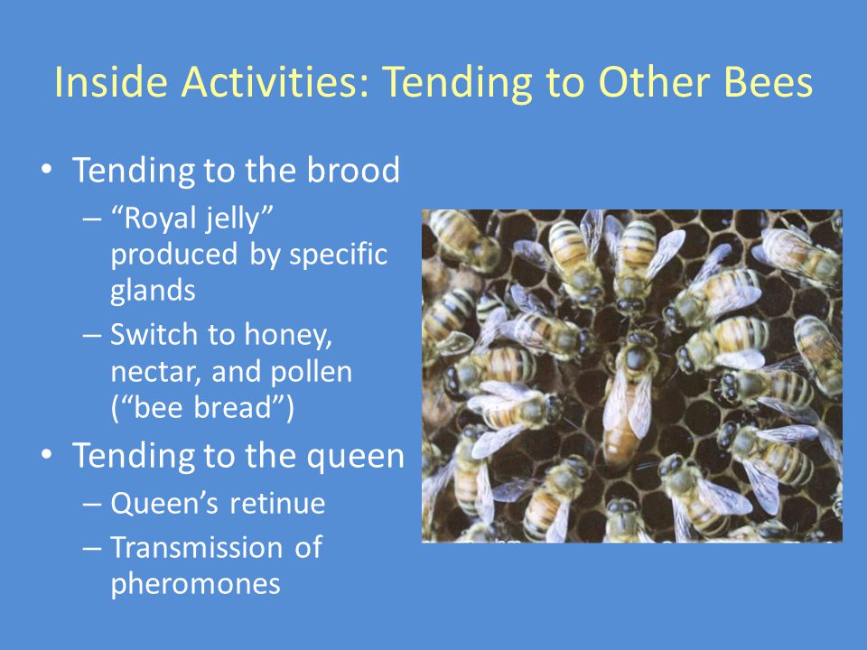 Inside Activities: Tending to Other Bees Tending to the brood – Royal jelly produced by specific glands – Switch to honey, nectar, and pollen ( bee bread ) Tending to the queen – Queen’s retinue – Transmission of pheromones