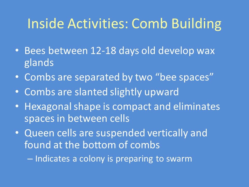 Inside Activities: Comb Building Bees between days old develop wax glands Combs are separated by two bee spaces Combs are slanted slightly upward Hexagonal shape is compact and eliminates spaces in between cells Queen cells are suspended vertically and found at the bottom of combs – Indicates a colony is preparing to swarm