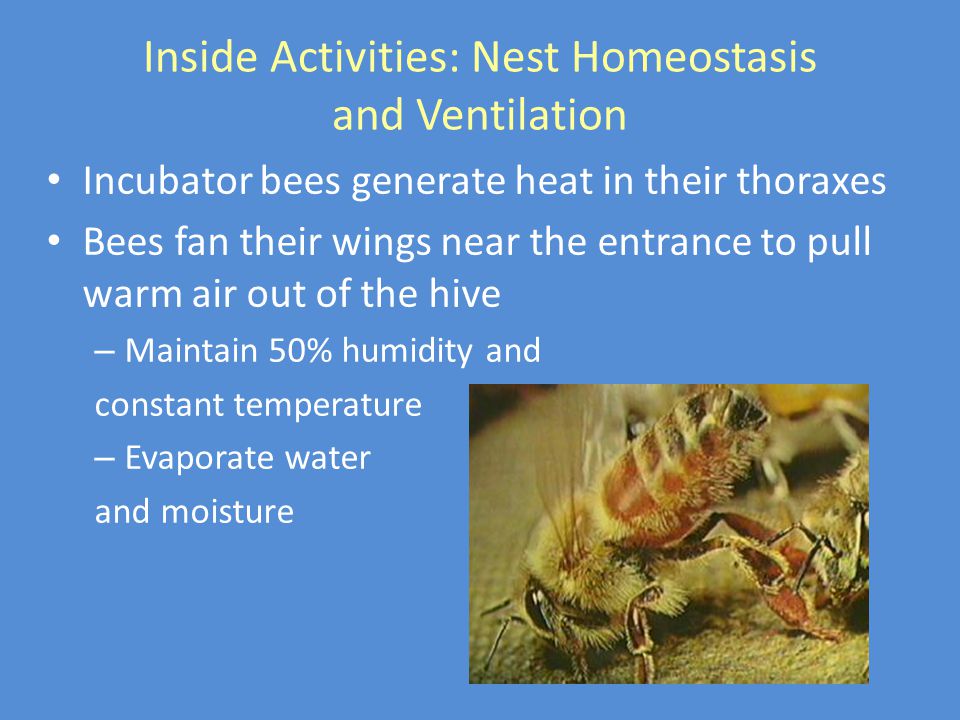 Inside Activities: Nest Homeostasis and Ventilation Incubator bees generate heat in their thoraxes Bees fan their wings near the entrance to pull warm air out of the hive – Maintain 50% humidity and constant temperature – Evaporate water and moisture