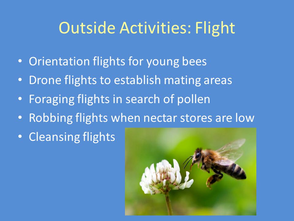 Outside Activities: Flight Orientation flights for young bees Drone flights to establish mating areas Foraging flights in search of pollen Robbing flights when nectar stores are low Cleansing flights