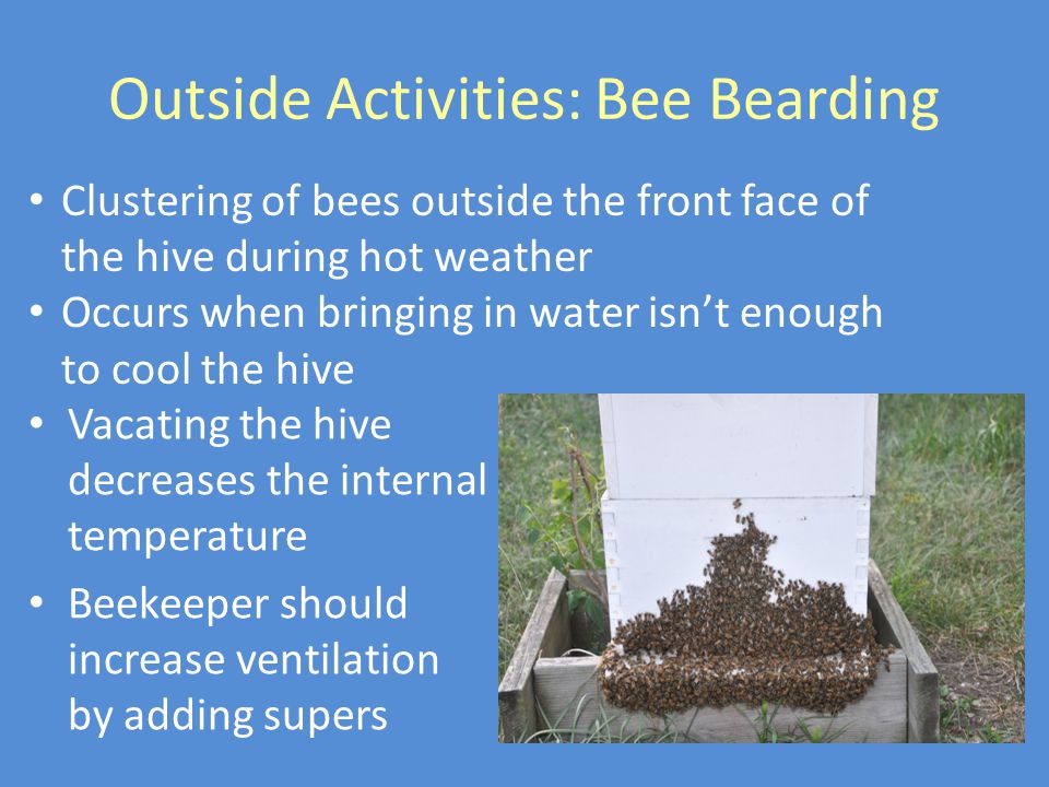 Outside Activities: Bee Bearding Vacating the hive decreases the internal temperature Beekeeper should increase ventilation by adding supers Clustering of bees outside the front face of the hive during hot weather Occurs when bringing in water isn’t enough to cool the hive