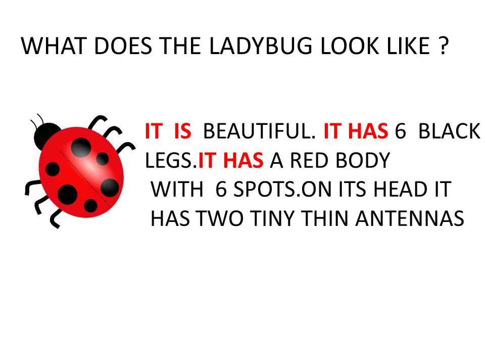 WHAT DOES THE LADYBUG LOOK LIKE . IT IS BEAUTIFUL.