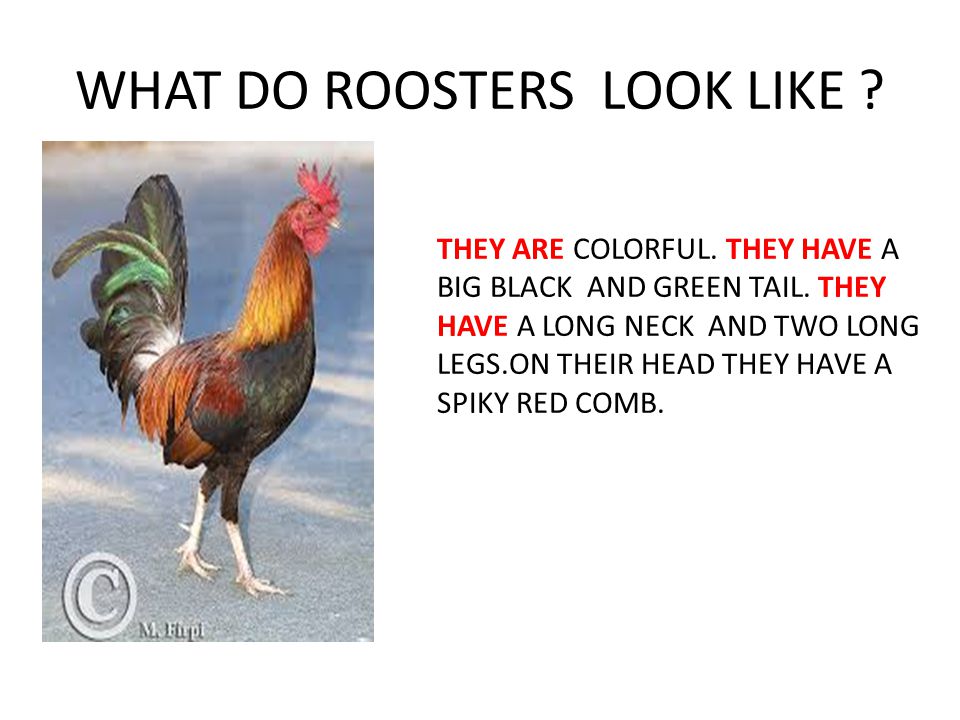 WHAT DO ROOSTERS LOOK LIKE . THEY ARE COLORFUL. THEY HAVE A BIG BLACK AND GREEN TAIL.