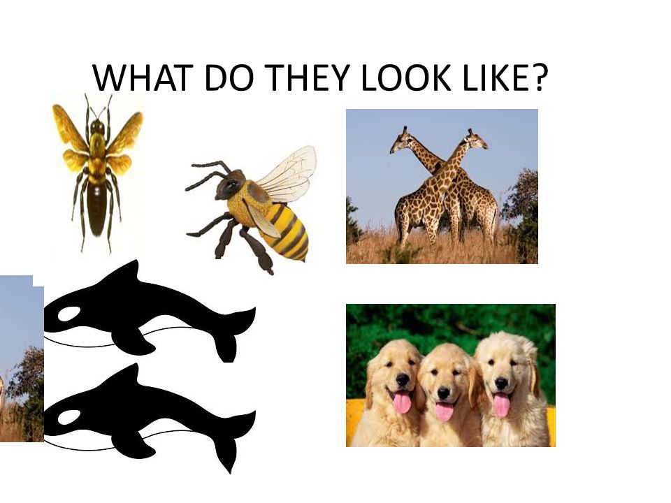 WHAT DO THEY LOOK LIKE