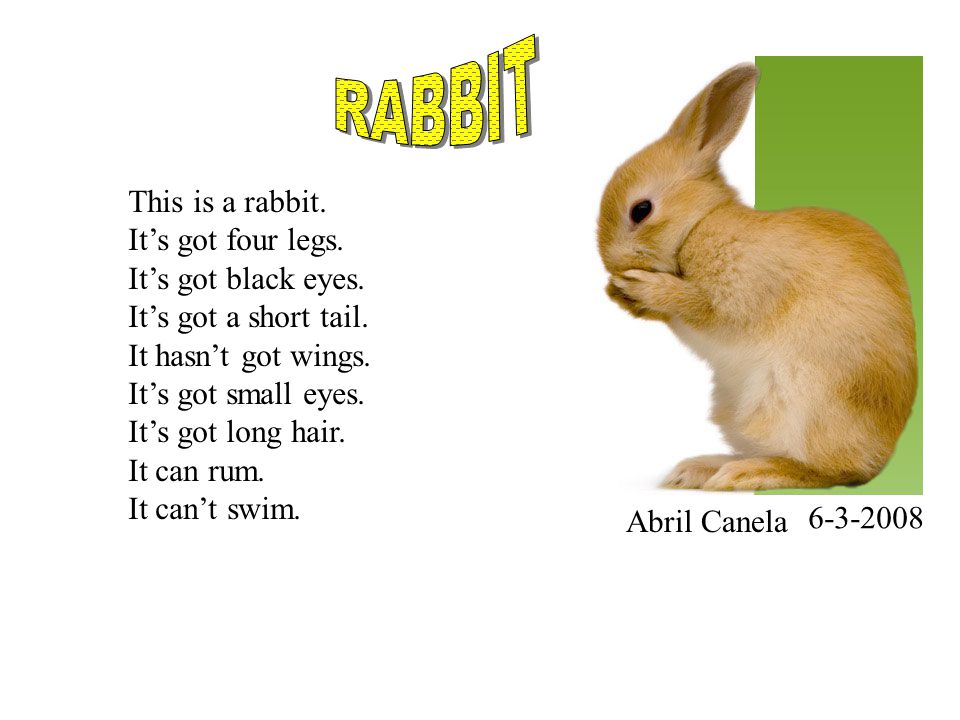 Rabbits have got long. Описать зайца на английском. Текст про кролика на английском. Рассказ о кролике по английскому языку. Проект по английскому про кролика.