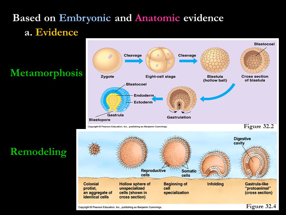 Based on Embryonic and Anatomic evidence a.