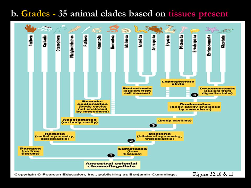 b. Grades - 35 animal clades based on tissues present Figure & 11