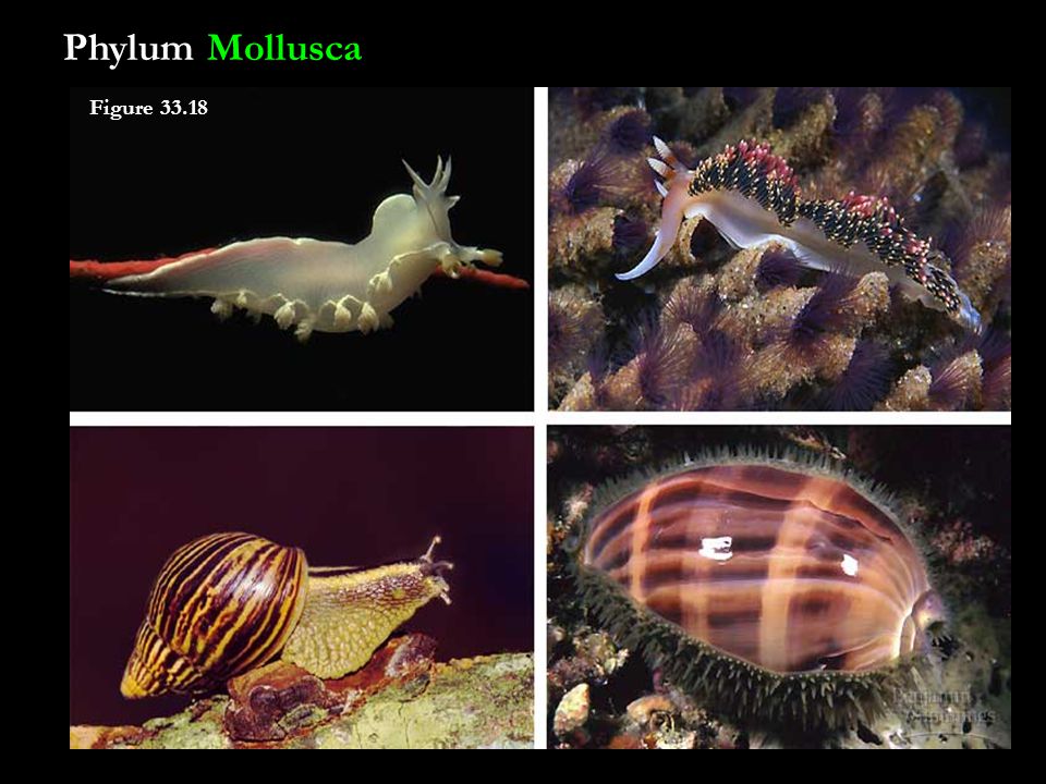 Приведите по три примера животных моллюски. Морские брюхоногие моллюски представители. Беспозвоночные. Без позвоночные морские. Водные беспозвоночные.