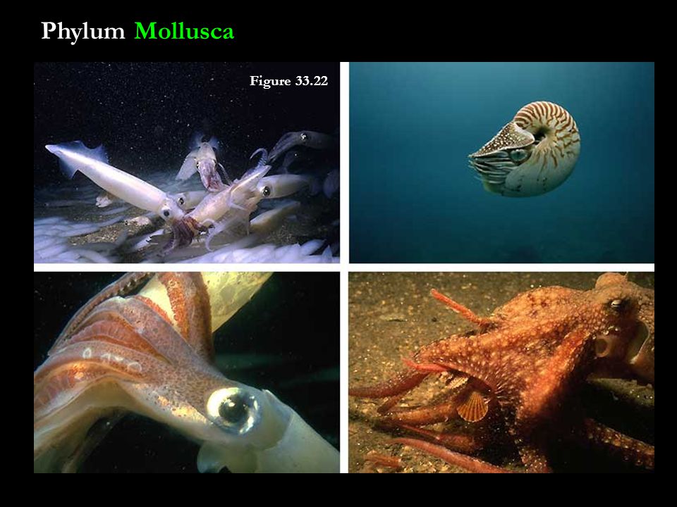 Phylum Mollusca Figure 33.22