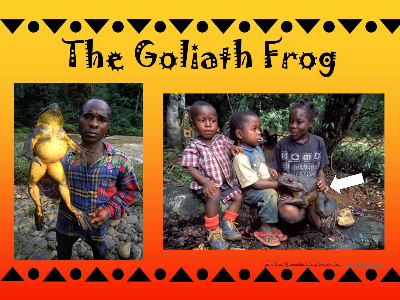 The Goliath Frog pic’s from Queensland Frog Society, Inc.