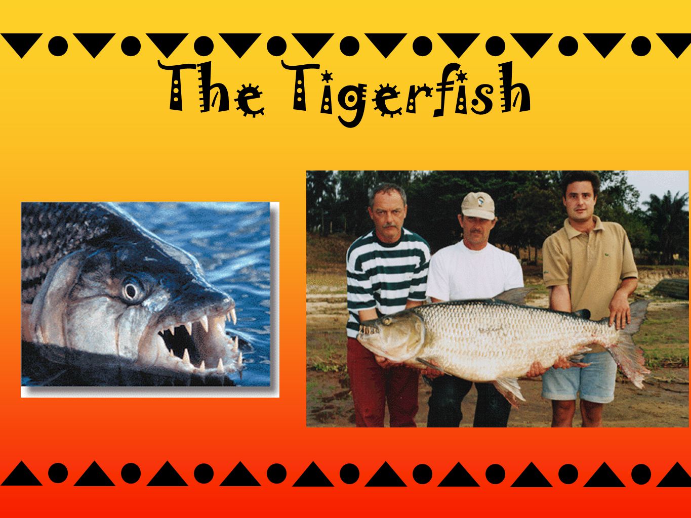The Tigerfish