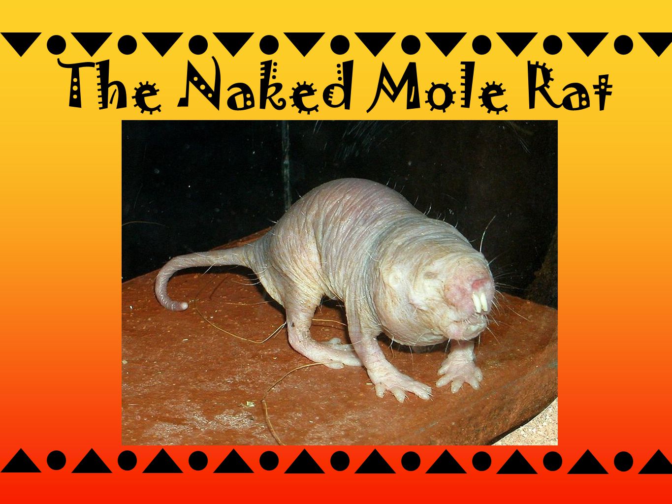 The Naked Mole Rat
