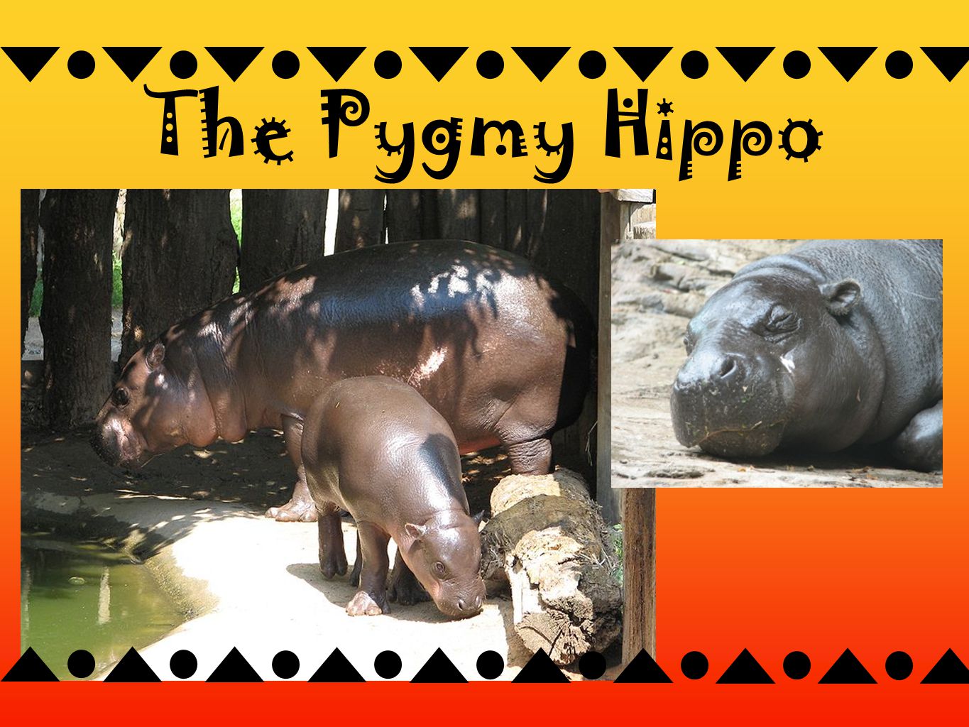 The Pygmy Hippo
