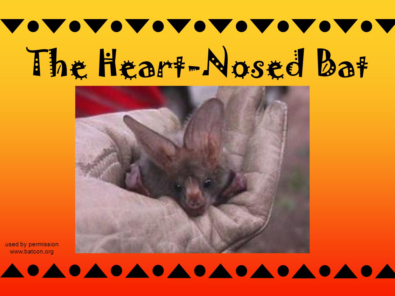 The Heart-Nosed Bat used by permission