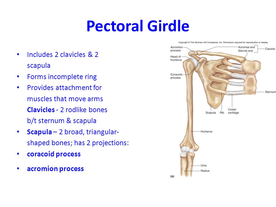 Pectoral and Pelvic Girdle and Limbs. Pectoral Girdle Includes 2