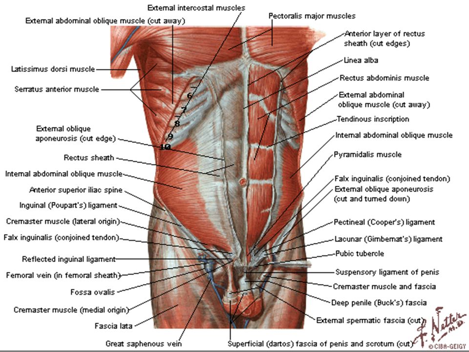 28+ Anatomi Musculus Abdomen