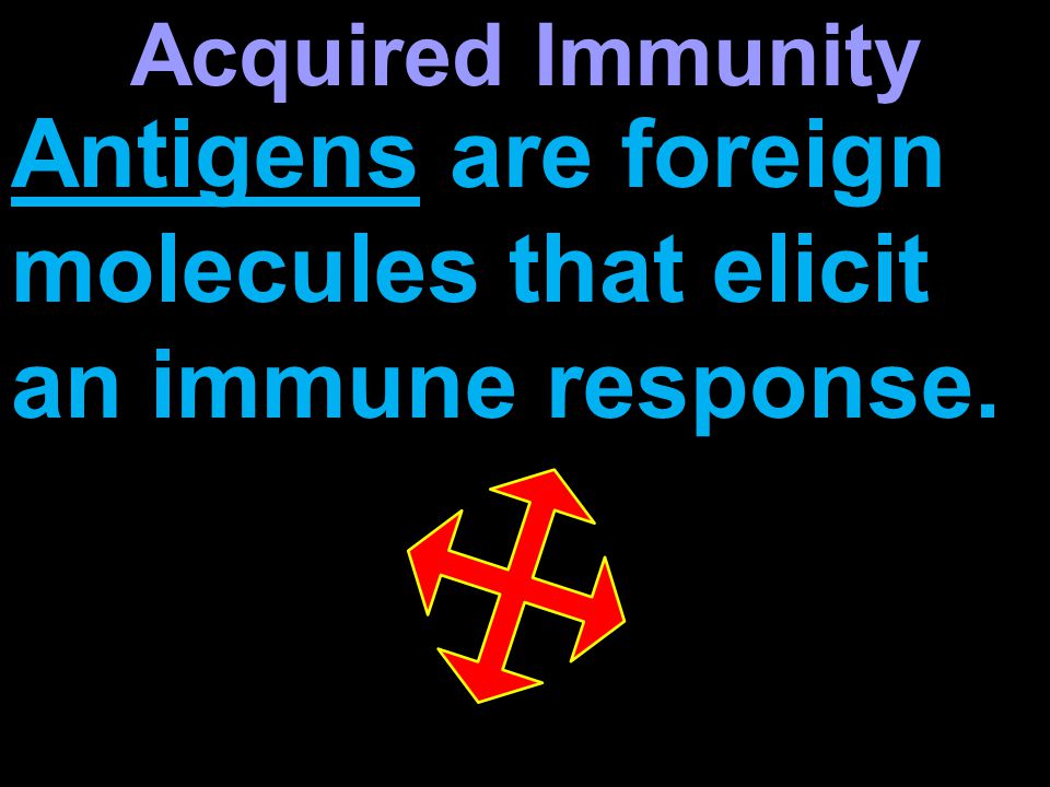 Antigens are foreign molecules that elicit an immune response. Acquired Immunity