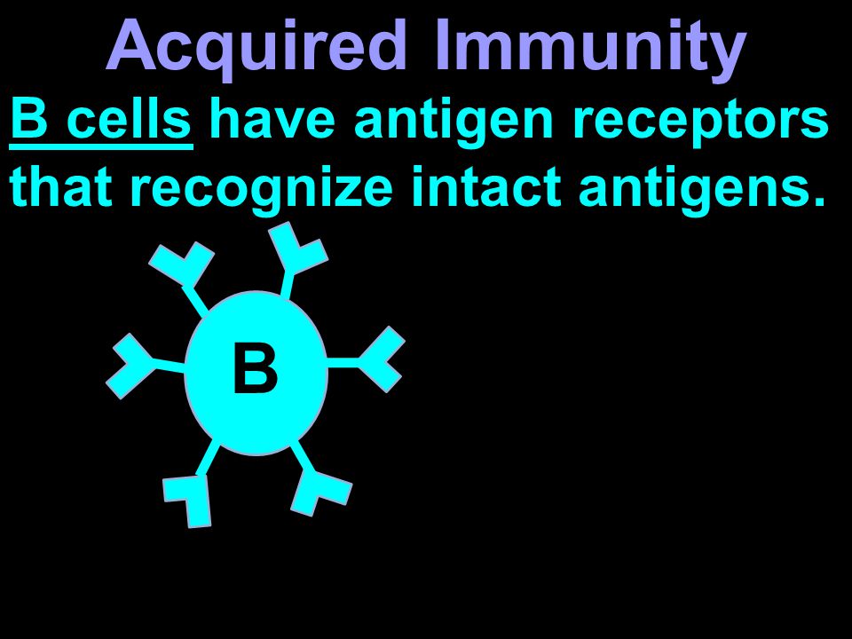 B cells have antigen receptors that recognize intact antigens. B Acquired Immunity
