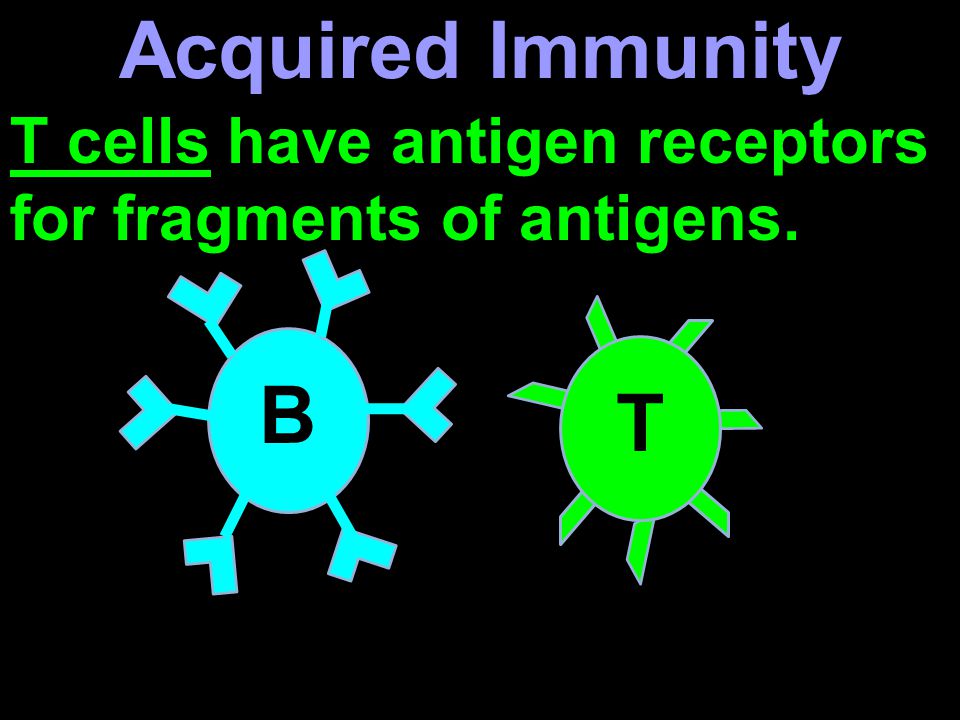 T cells have antigen receptors for fragments of antigens. B T Acquired Immunity