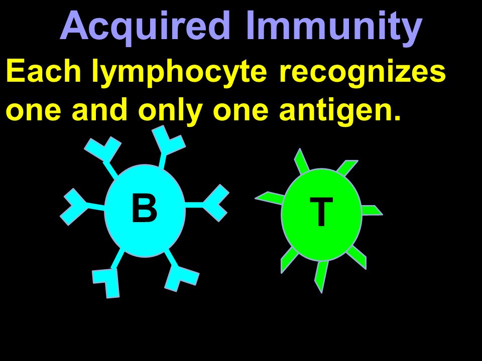 Each lymphocyte recognizes one and only one antigen. B T Acquired Immunity