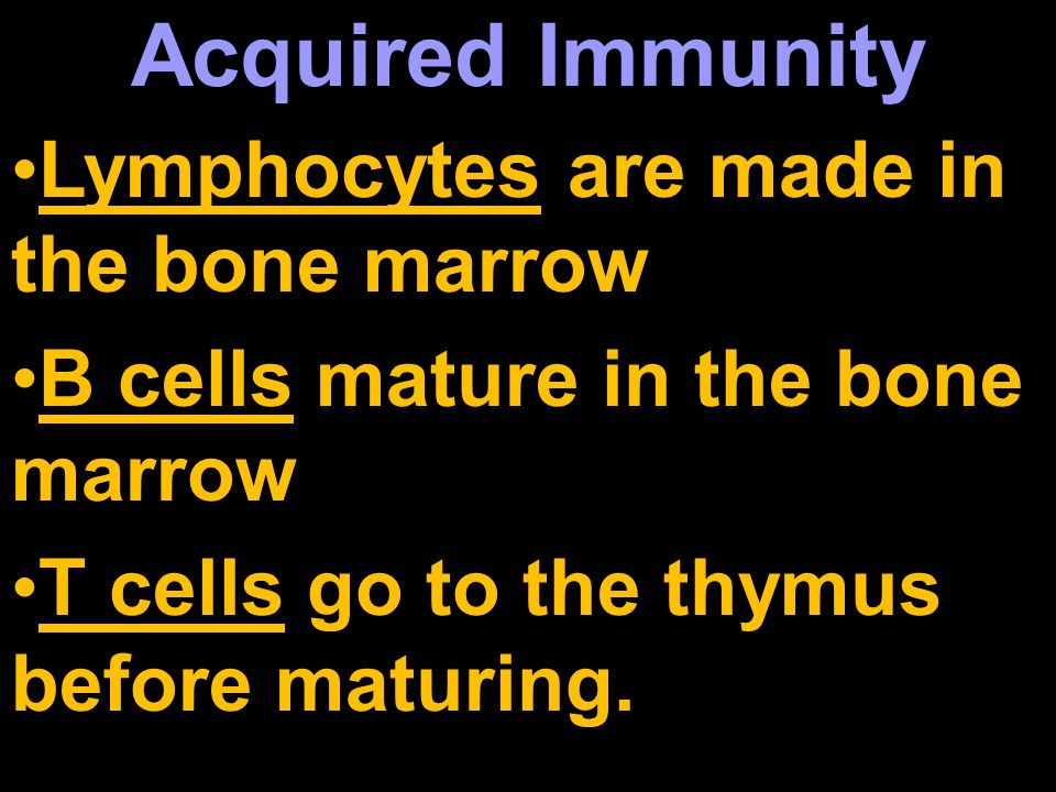 Lymphocytes are made in the bone marrow B cells mature in the bone marrow T cells go to the thymus before maturing.