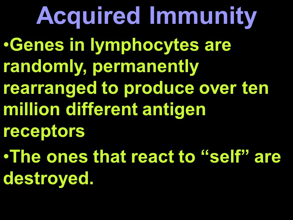 Genes in lymphocytes are randomly, permanently rearranged to produce over ten million different antigen receptors The ones that react to self are destroyed.
