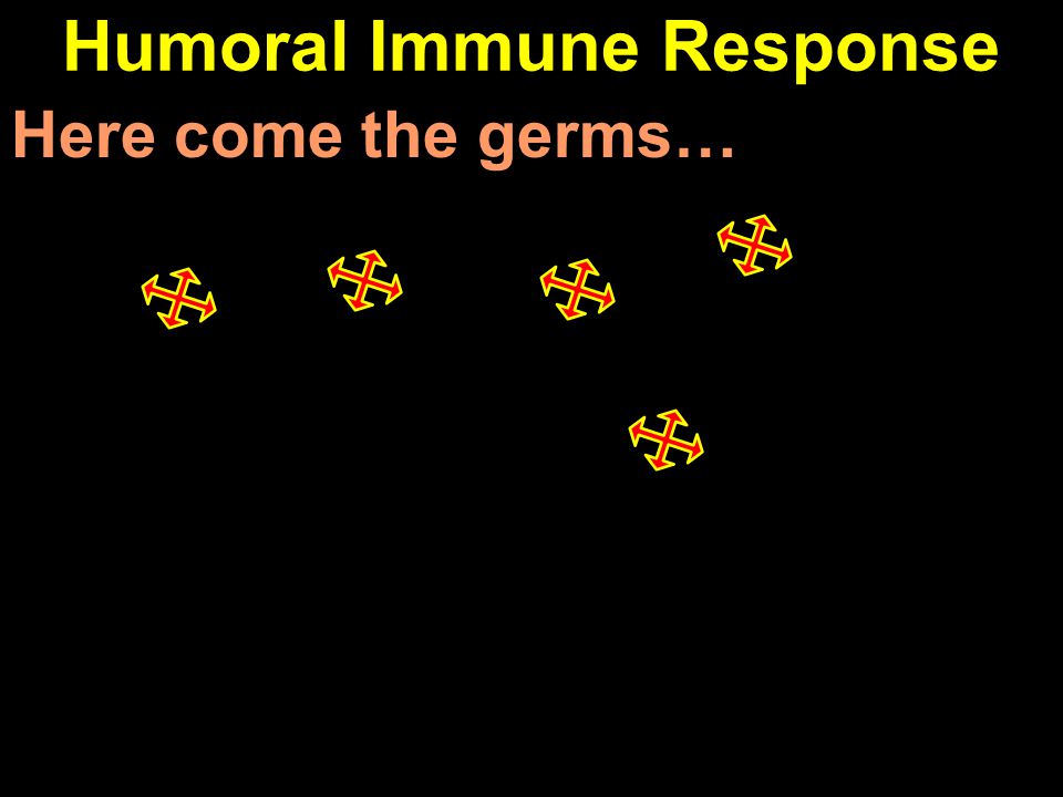 Humoral Immune Response Here come the germs…