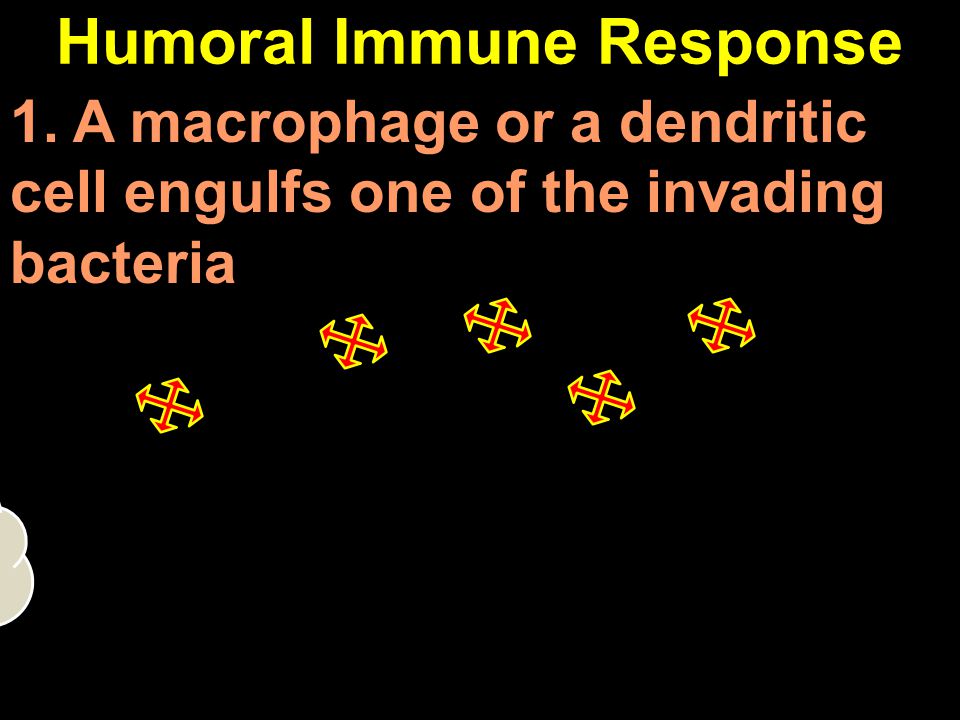 Humoral Immune Response 1. A macrophage or a dendritic cell engulfs one of the invading bacteria