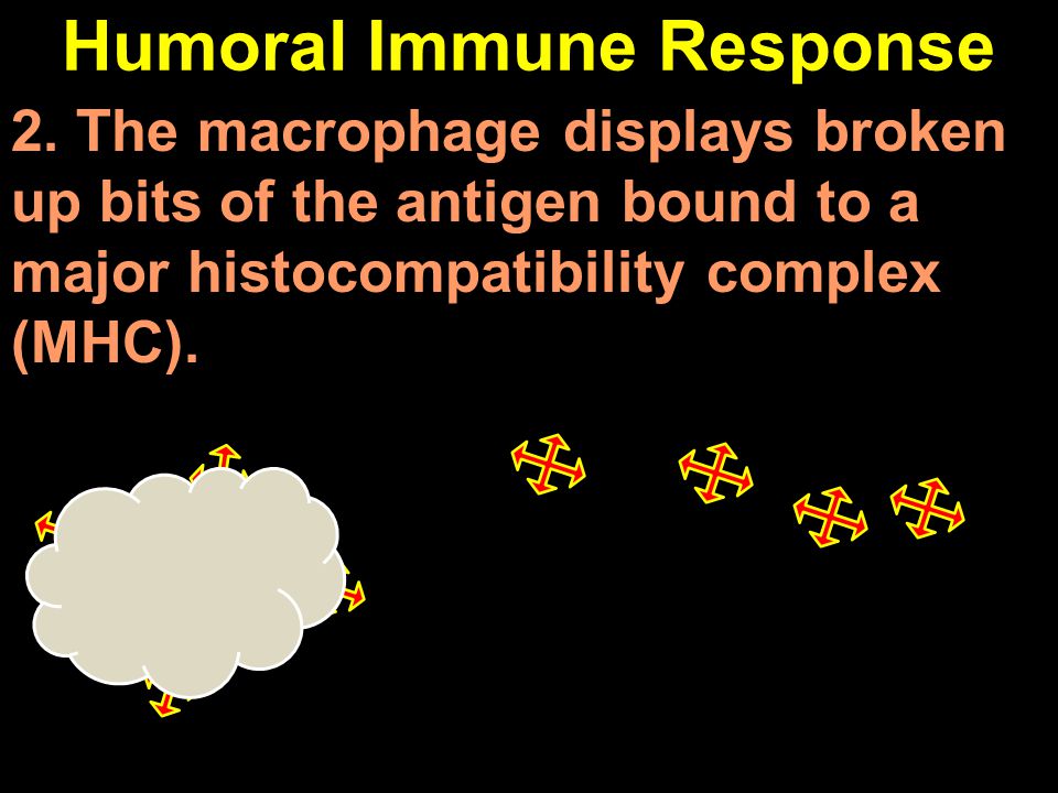 Humoral Immune Response 2.