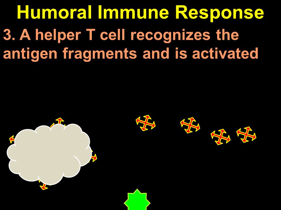 Humoral Immune Response 3. A helper T cell recognizes the antigen fragments and is activated