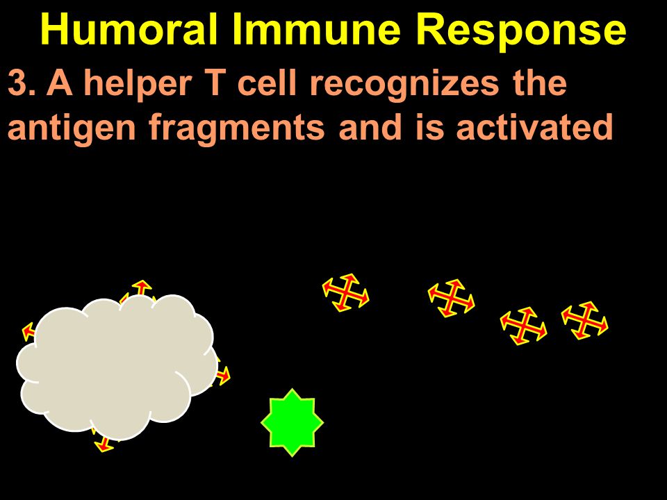 Humoral Immune Response 3. A helper T cell recognizes the antigen fragments and is activated