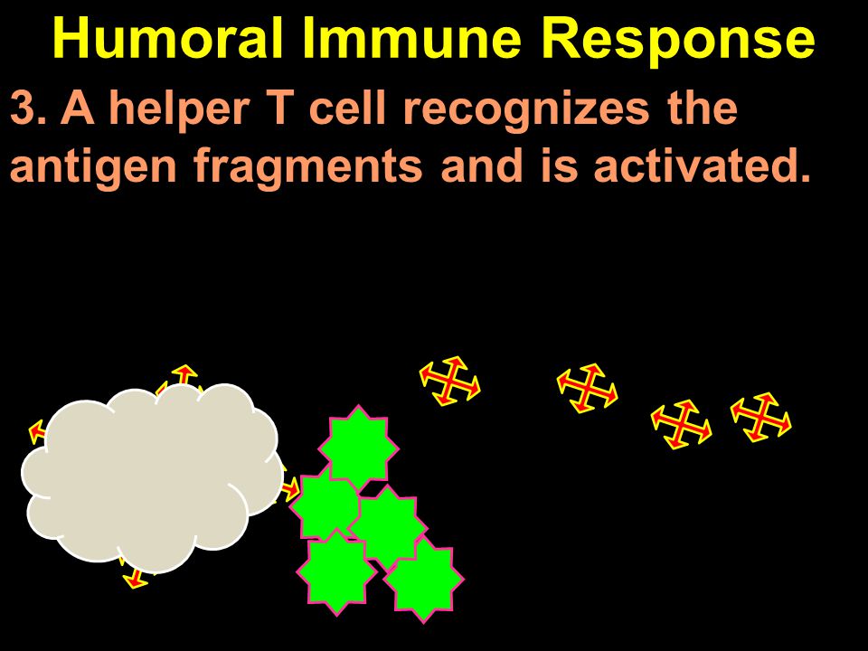 Humoral Immune Response 3. A helper T cell recognizes the antigen fragments and is activated.