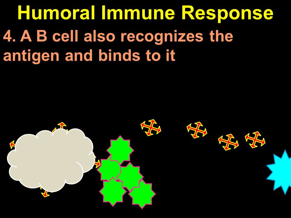 Humoral Immune Response 4. A B cell also recognizes the antigen and binds to it