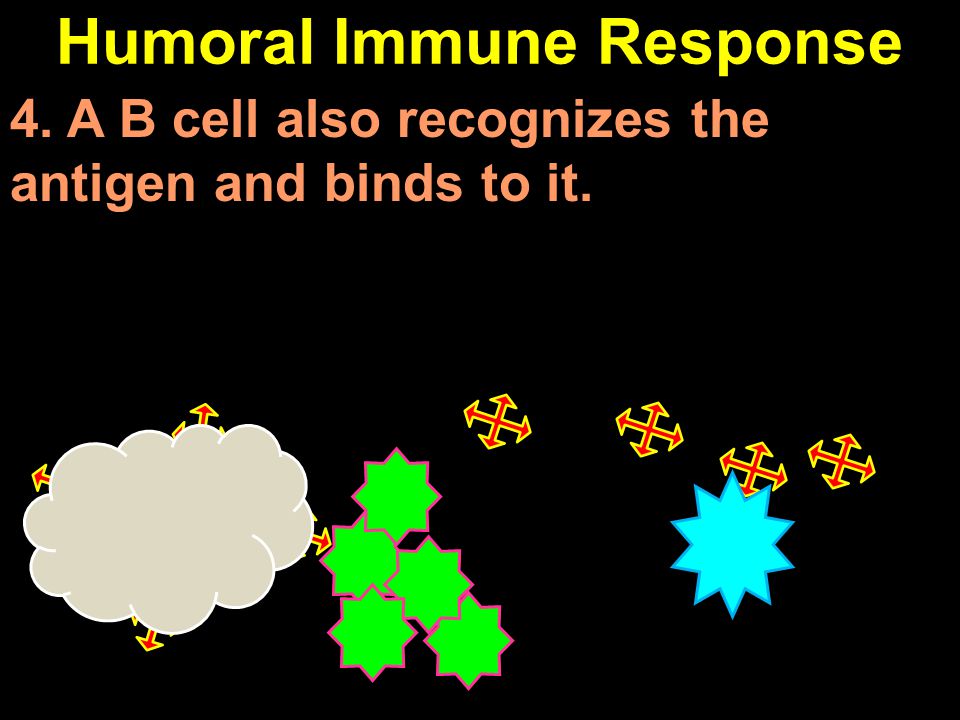 Humoral Immune Response 4. A B cell also recognizes the antigen and binds to it.