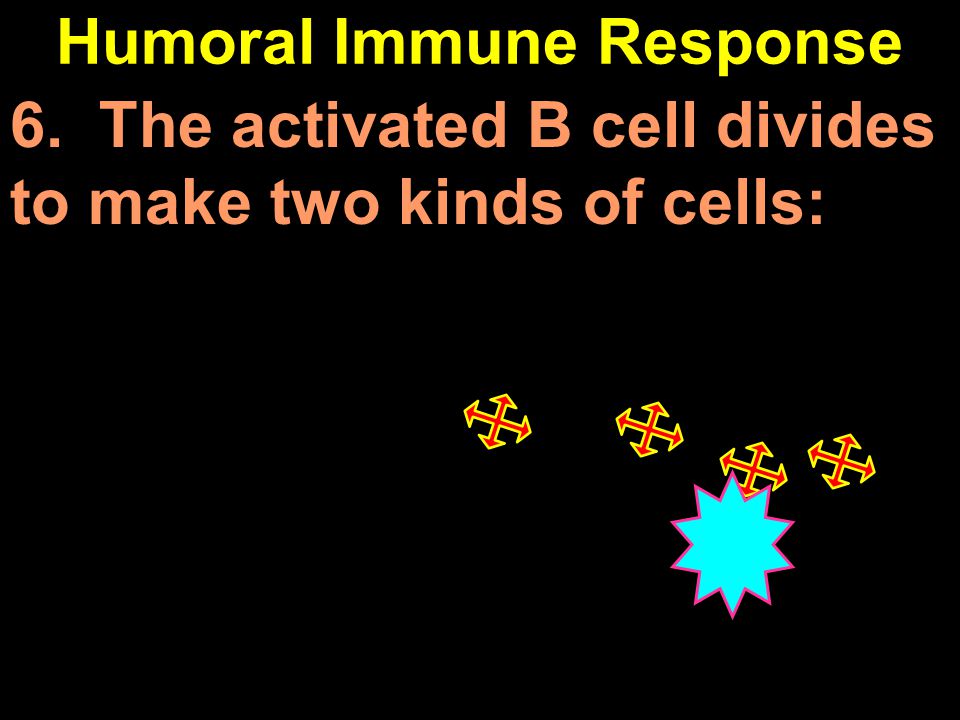 Humoral Immune Response 6. The activated B cell divides to make two kinds of cells: