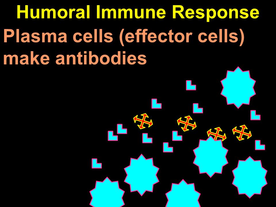 Humoral Immune Response Plasma cells (effector cells) make antibodies