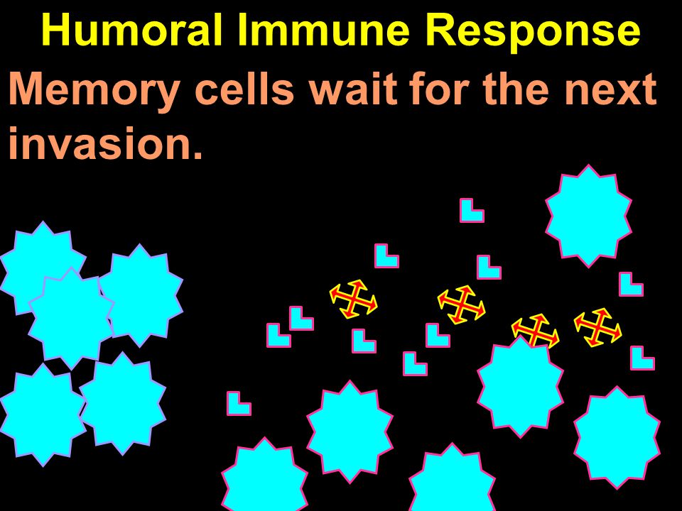 Humoral Immune Response Memory cells wait for the next invasion.