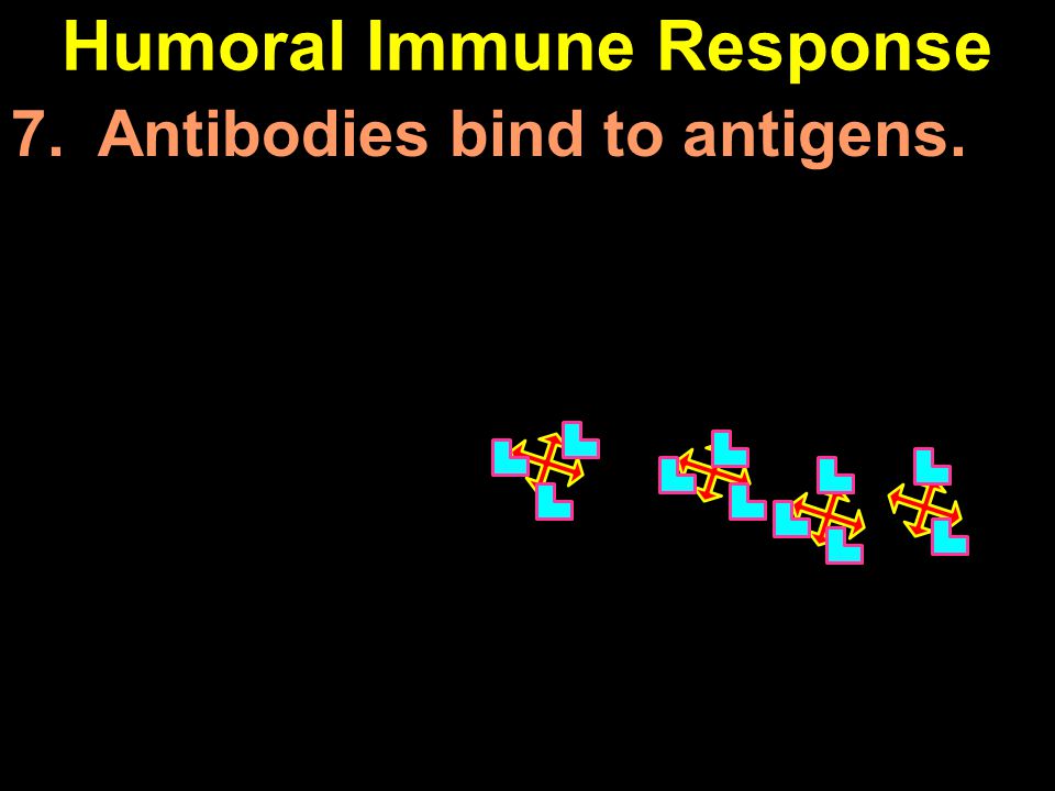 Humoral Immune Response 7. Antibodies bind to antigens.