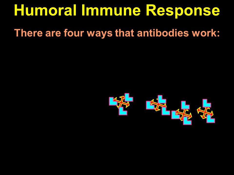 Humoral Immune Response There are four ways that antibodies work: