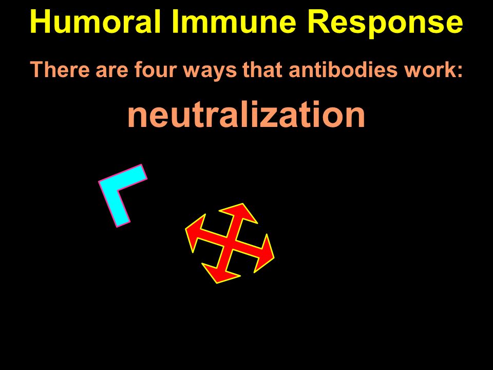 Humoral Immune Response There are four ways that antibodies work: neutralization