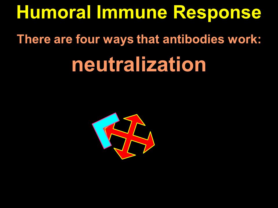 Humoral Immune Response There are four ways that antibodies work: neutralization