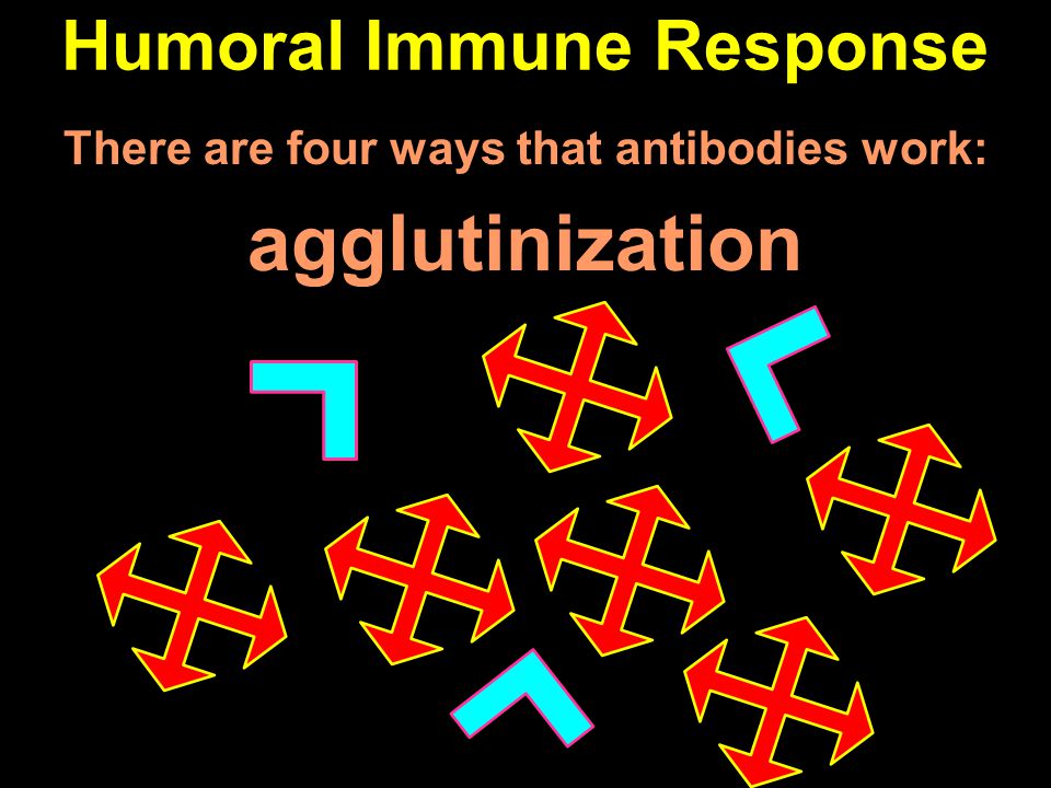 Humoral Immune Response There are four ways that antibodies work: agglutinization