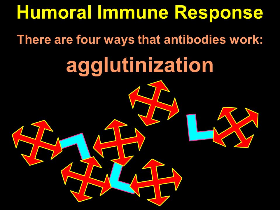Humoral Immune Response There are four ways that antibodies work: agglutinization